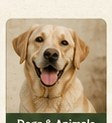 Dogs & Animals